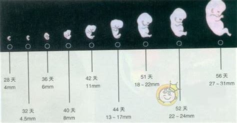 胎儿发育7个月和8个月有啥区别
