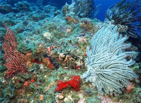 世界上最大最长的珊瑚礁群，景色迷人，吸引了世界各地的游客
