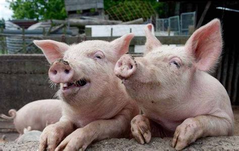 全国唯一的香猪保种基地在哪里？