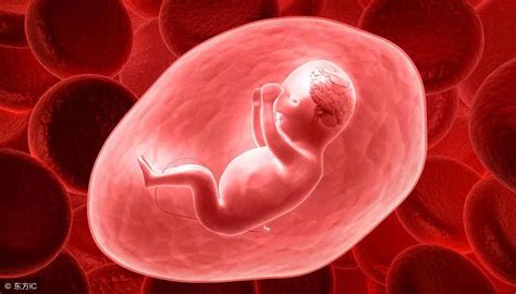 怀孕每个月胎儿发育图片