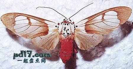 当一只飞蛾有了梦想_关于梦想作文450字(共计4篇)