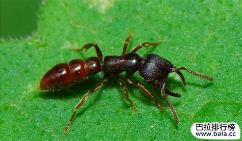 蚂蚁会不会吃种子