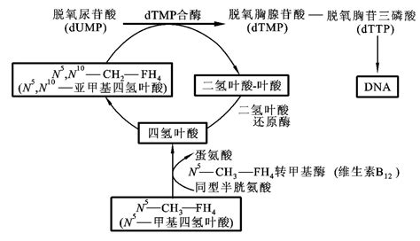 叶酸基因代谢的检查