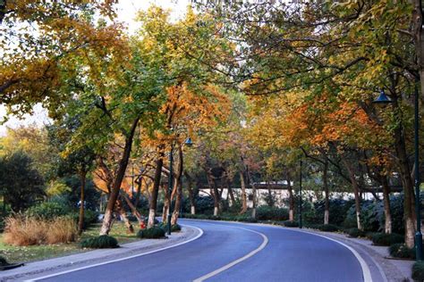 杭州：龙井路上的枫树红了