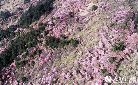 如何养高山杜鹃