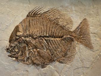 八米鱼龙化石图片
