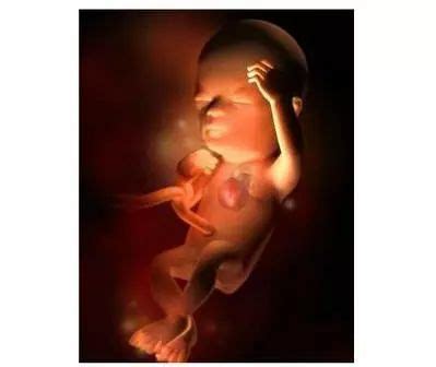 胚胎发育图1-40周