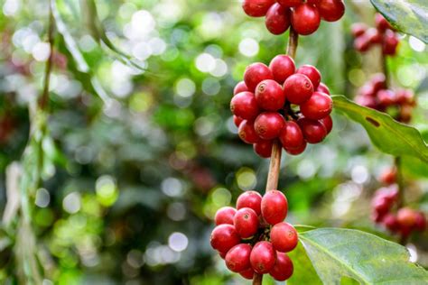 请问云南咖啡树种植技术支持电话?