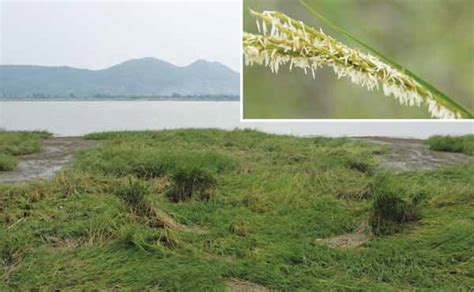 大米草属于哪类植物?