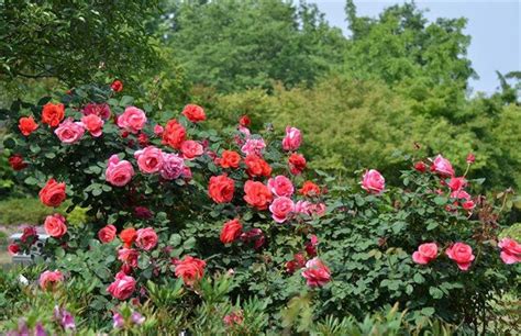 月季花的花瓣像什么