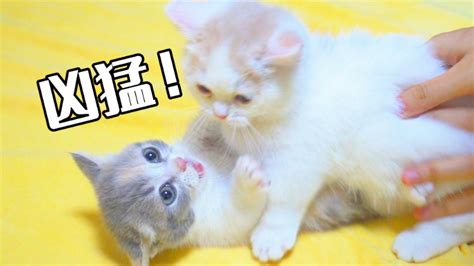 腾冲在古代叫腾阳吗