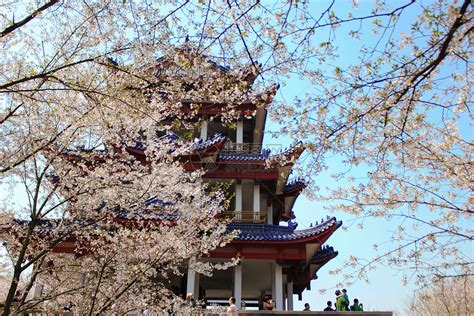 鼋头渚的灿烂樱花-写景作文400字（优秀6则）