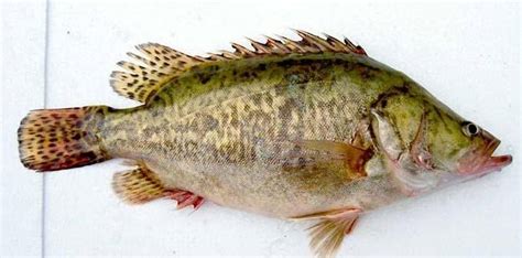 安徽臭桂魚多少錢