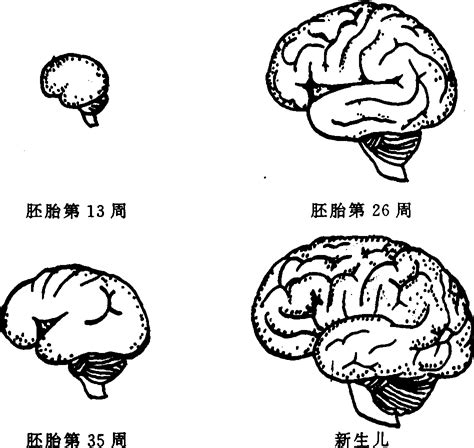 胎儿脑部发育的三个高峰期