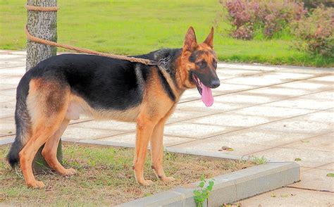 黑背犬怎么養