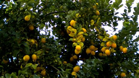 柠檬花的叶子从叶茎处发黄是怎么回事