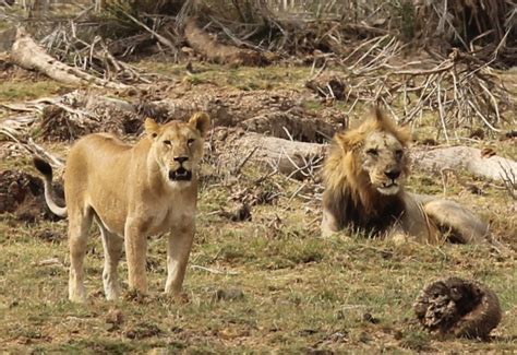 去非洲看动物的中国游客被吓坏了，在草原看狮子竟然坐敞篷车