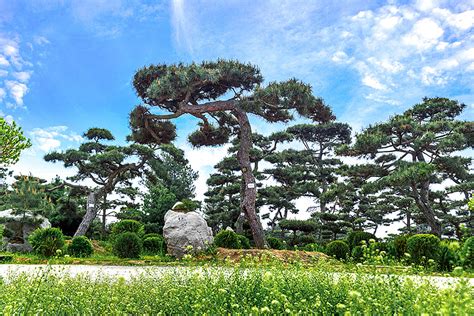 这是什么松树