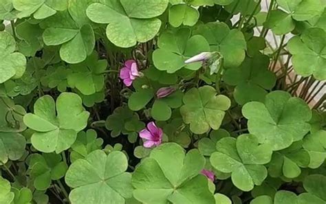 红花酢浆草有几个花瓣