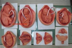 胎儿心脏发育解剖全过程