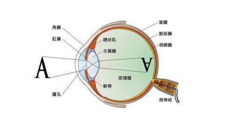 變色鏡的原理