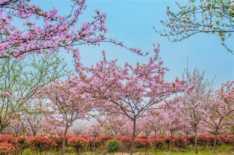 桃花帘外东风软,桃花帘内晨妆懒. 寒塘渡鹤影,冷月葬花魂.这两句诗词是什么意思