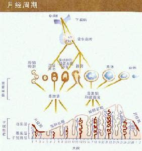 月经周期50天怎么测预产期