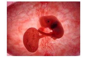 怀孕各月胎儿的发育情况
