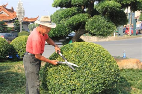 树木怎样截枝?