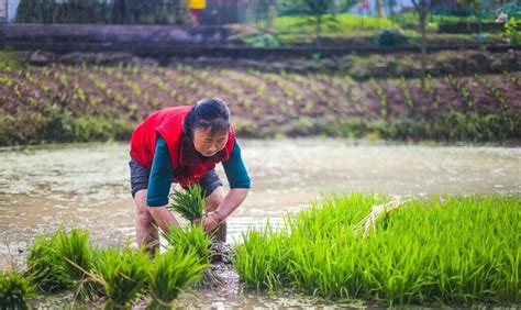 昆明市水稻的播种季节和收获季节?