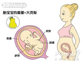 怀孕早期怎么看胎儿发育好不好