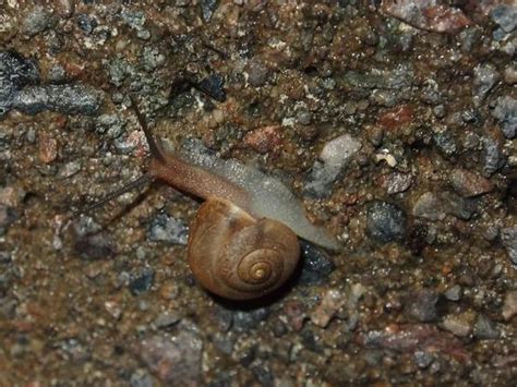雨后蜗牛爬到水泥墙上