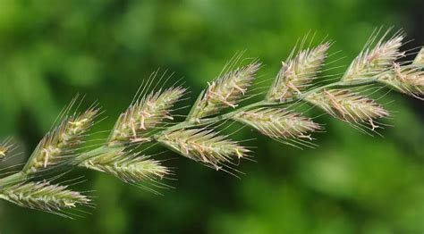 黑麦草怎么种植？