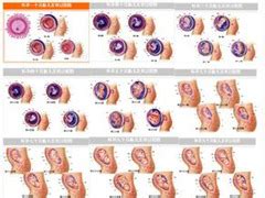 怀孕1到10个月的胎儿变化