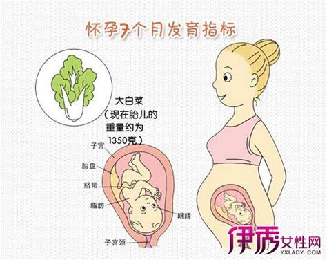 1到40周孕妇肚子的变化