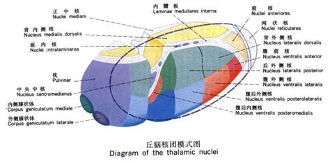 猪后丘和猪肘子是一样的吗