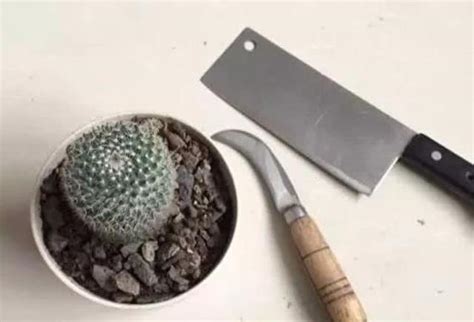 切了一半的仙人球还能活吗