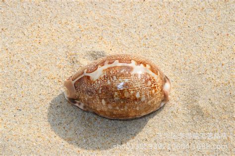大家好 我是新人.剛到青島看多很多海特產很好玩 海貝海螺..在那里批發(fā)的呢?我想看看,