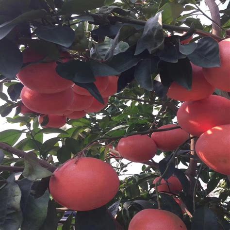 漳州平和葡萄柚图片