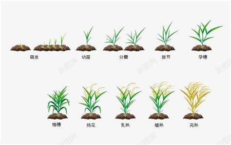 稻田高级文案