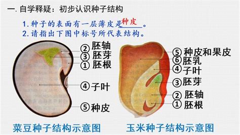 种子的结构