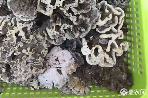 紅菇為什么那么貴