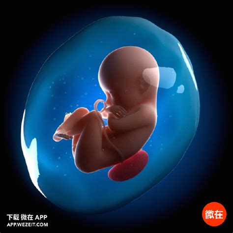胚胎发育不良的原因