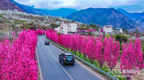 福建省省花是什么?