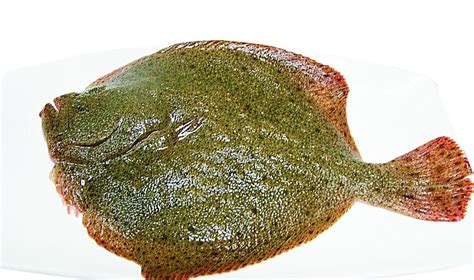 如何處理多寶魚