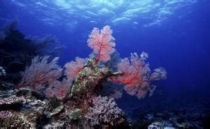 海藻生活在哪里