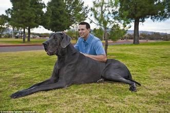 花丹犬