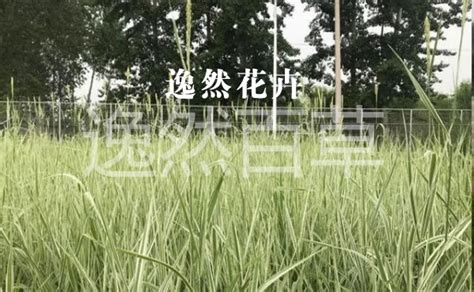 吉祥草什么季节开花?