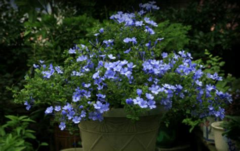 蓝雪花 的寓意是什么?这是一种很美的花呢!所以想知道它的寓意是什么!