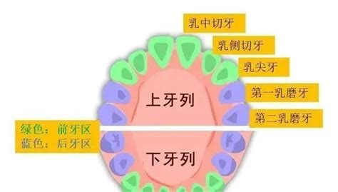 孩子为什么长双排牙